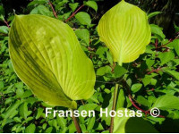 Hosta 